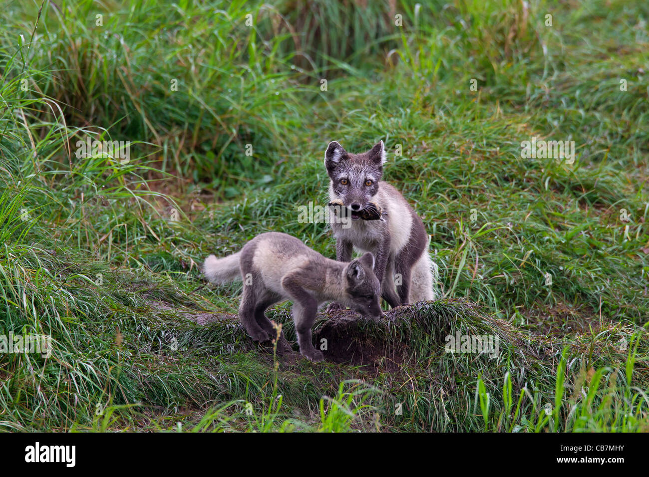 Polarfuchs (Vulpes Lagopus) bringt Norwegen Lemming (Lemmus Lemmus), Jungtiere an Den in der Tundra im Sommer, Lappland, Schweden Stockfoto