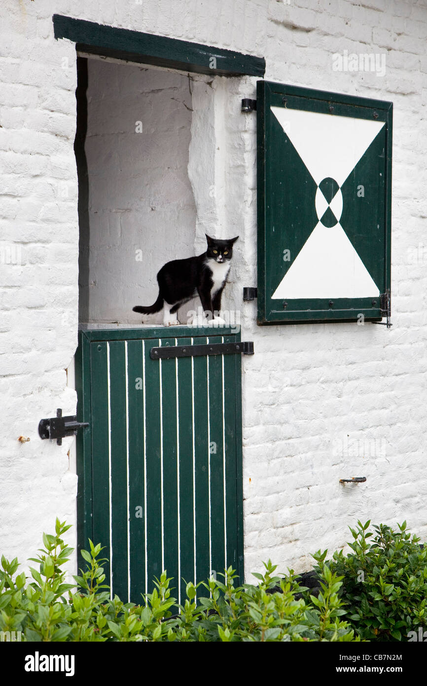 Inländische Hauskatze (Felis Catus) in Tür des Bauernhauses, Belgien Stockfoto