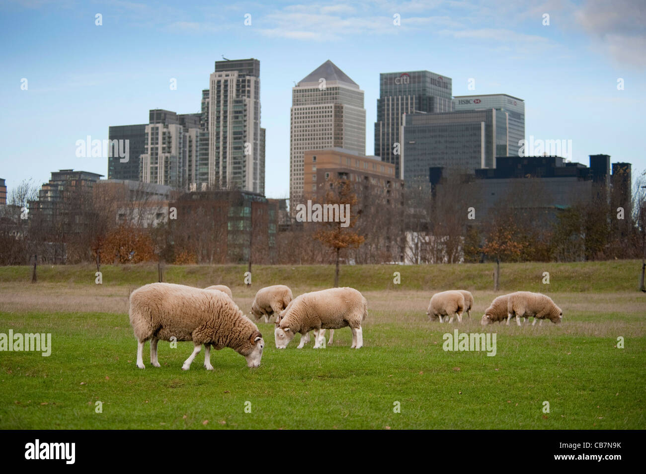 Schafbeweidung auf dem Gebiet mit der Londoner City, dem Finanzzentrum im Hintergrund mit einem klaren Himmel. Stockfoto