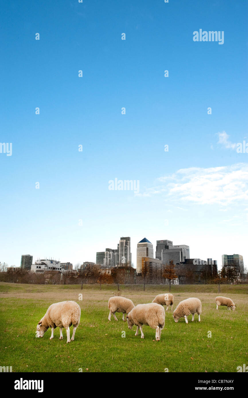 Schafbeweidung auf dem Gebiet mit der Londoner City, dem Finanzzentrum im Hintergrund mit einem klaren Himmel. Stockfoto