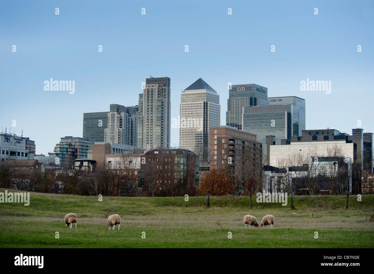 Schafbeweidung auf dem Gebiet mit der Londoner City, dem Finanzzentrum im Hintergrund mit einem klaren Himmel. Stockfoto