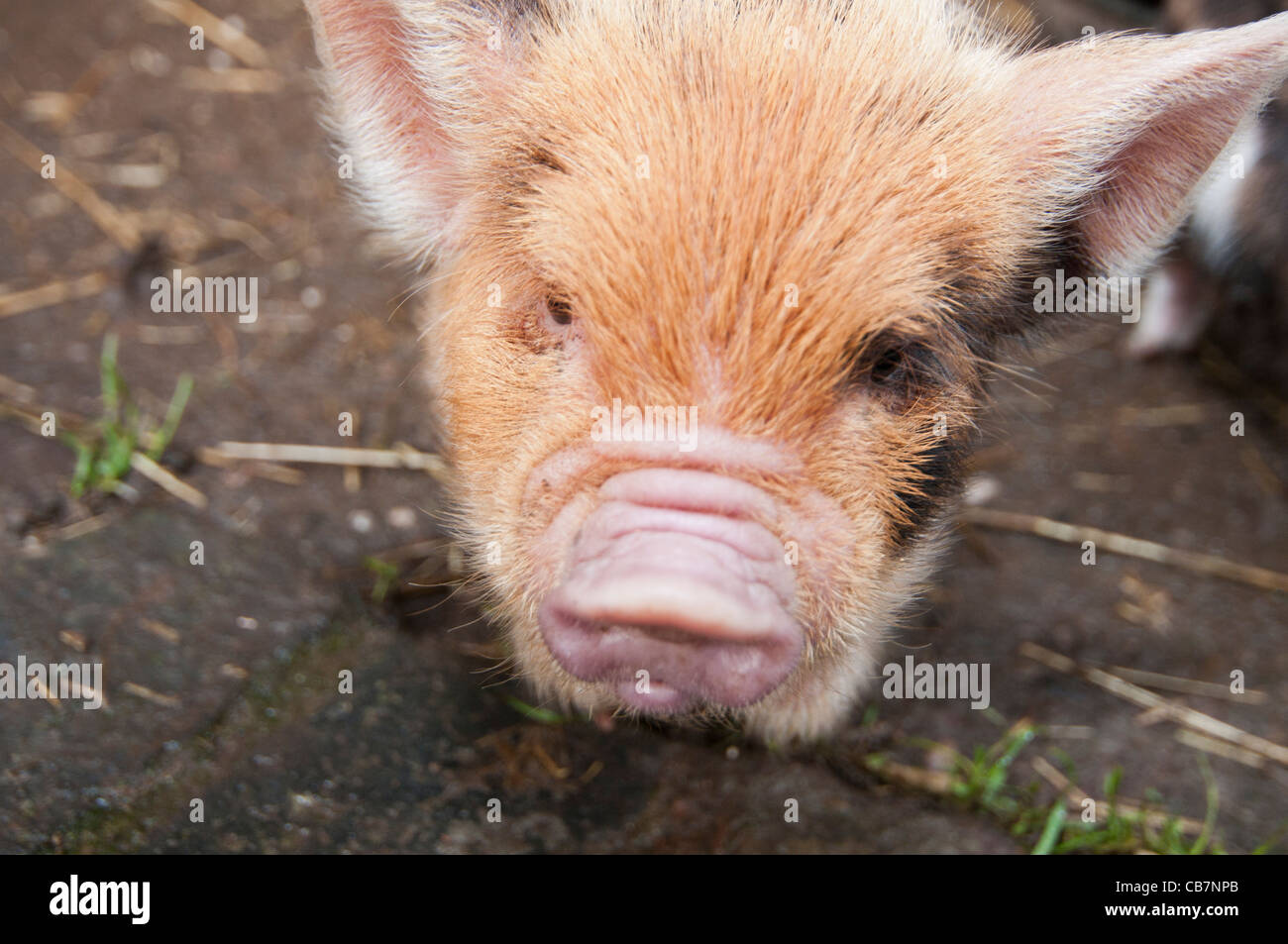 Ein Wurf von New Zealand Kune Kune Ferkel Stockfoto