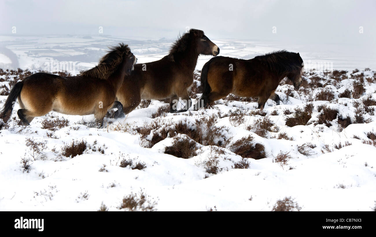 Exmoor Ponys spielen im Schnee auf Exmoor Stockfoto