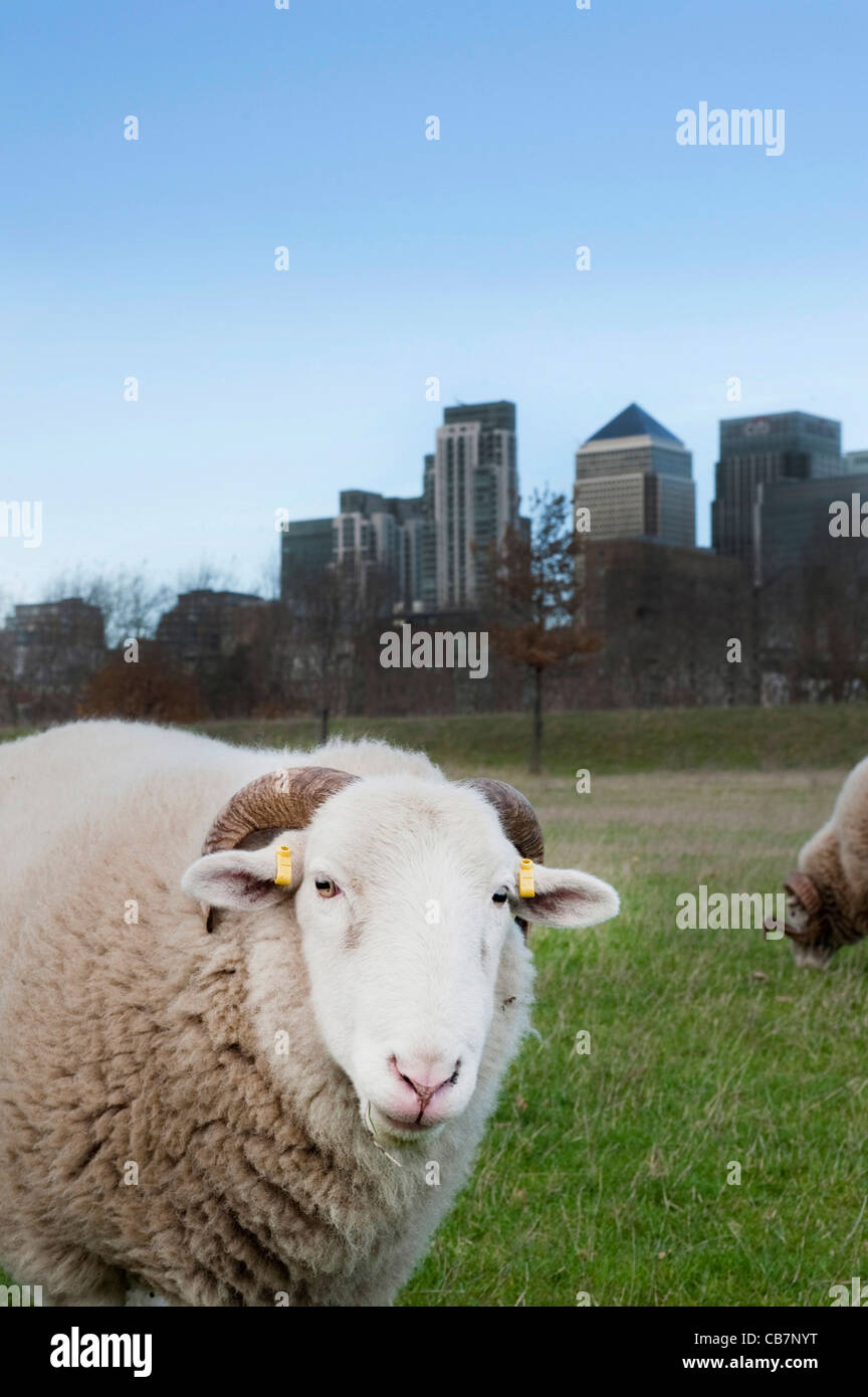 Ein Schaf auf Mudchute Hof in London City mit Canary Wharf in den Boden zurück. Stockfoto