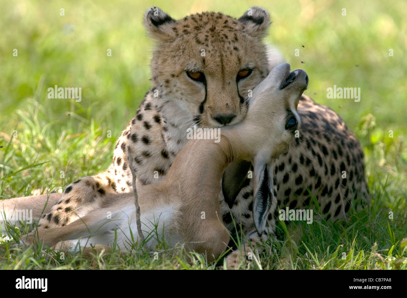 Gepard Stockfoto