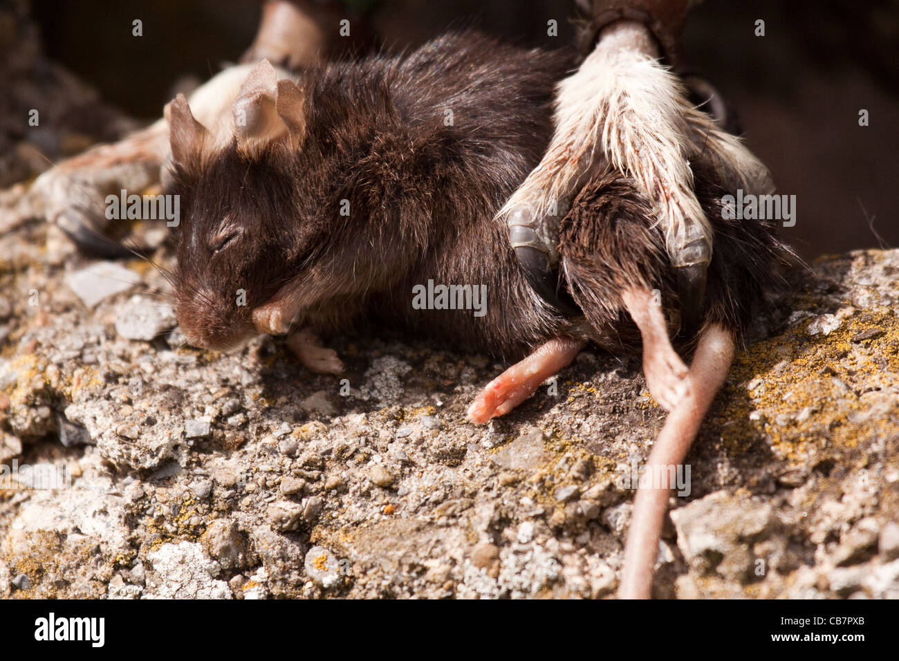 Tote Maus Eule Krallen! Stockfoto