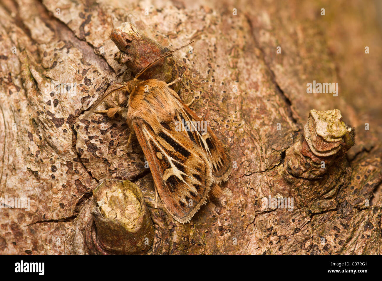 Geweih Moth (Cerapteryx Graminis) Stockfoto