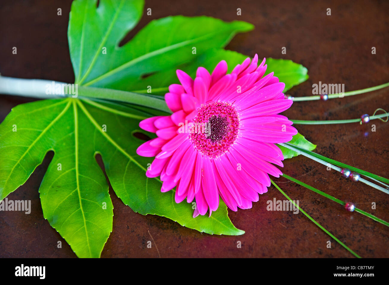 einzelne Blume für Blumenmädchen Stockfoto
