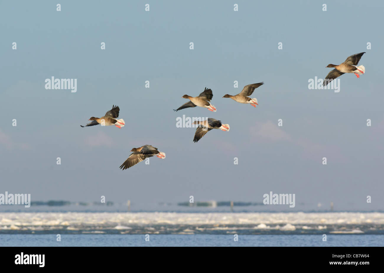 Rosa footed Goose (Anser Brachyrhynchus), Schwarm Gänse fliegen über gefrorene Salzwiesen in der Nähe von Lindisfarne Stockfoto