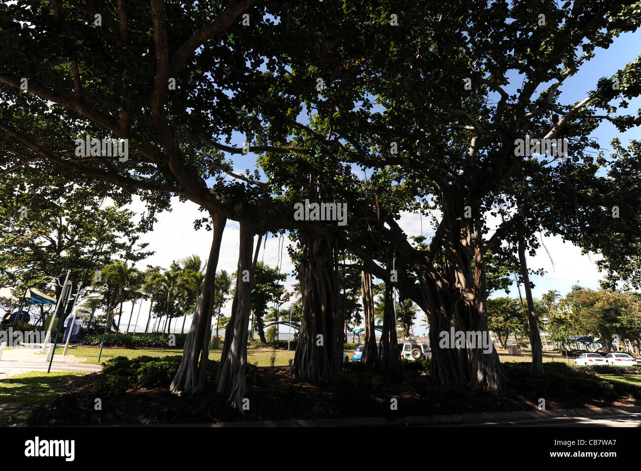 Feigenbaum auf die Litze mit ANZAC Memorial Park hinter, Townsville, Queensland, Australien Stockfoto