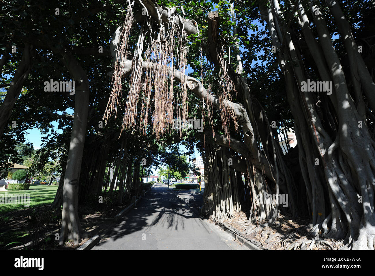 Enorme Feigenbaum über den Bürgersteig wächst, der Strand, Townsville, Queensland, Australien Stockfoto