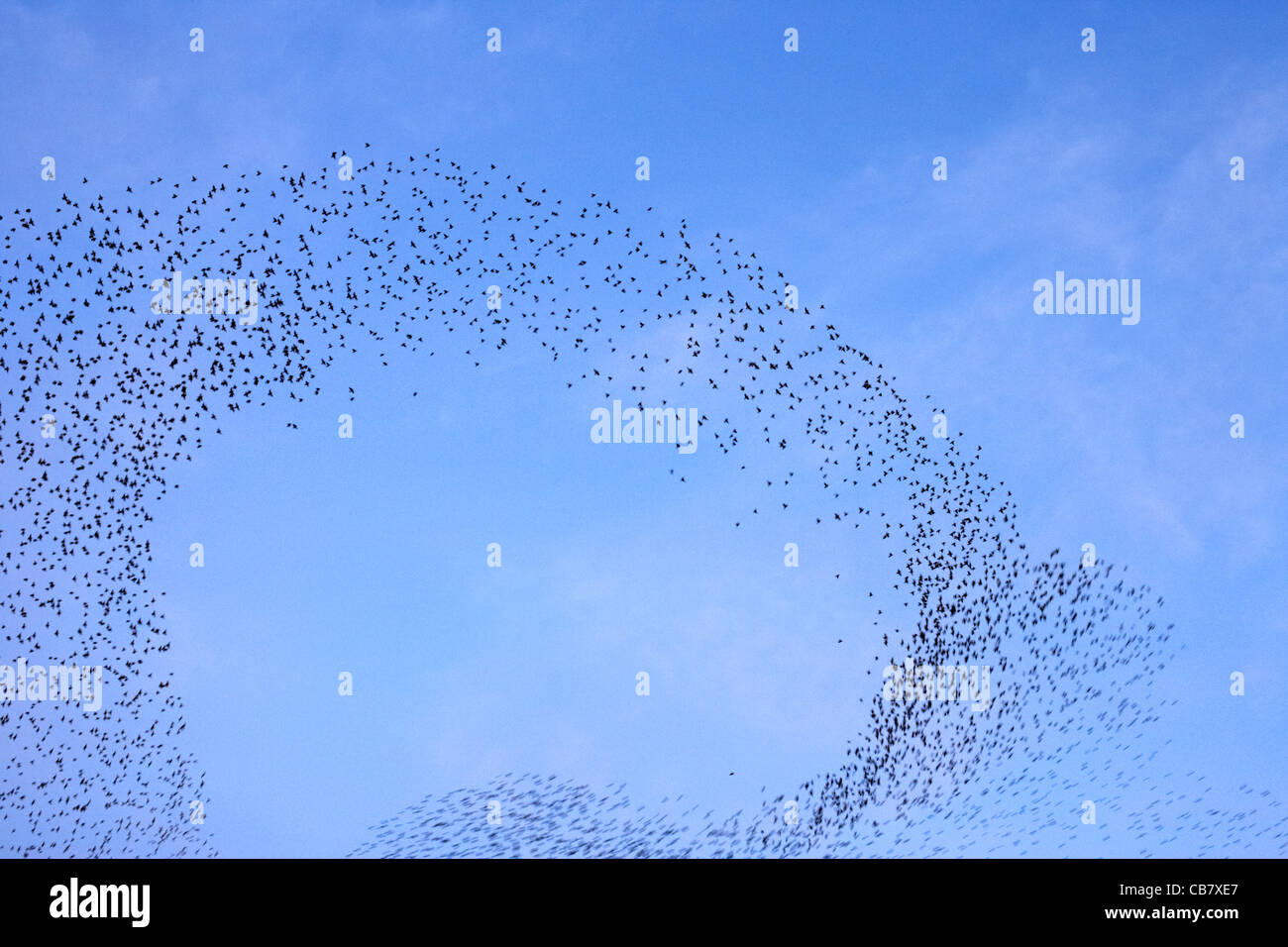 Herde von Stare fliegen in Murmuration über Nordirland Belfast uk Aktion Bewegungsunschärfe Stockfoto