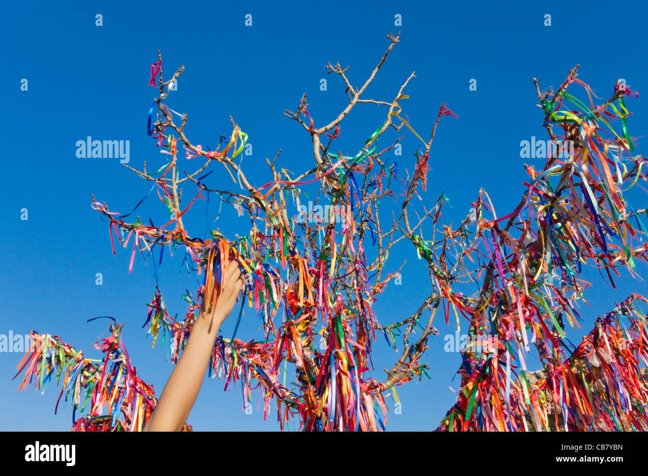Bäume mit viel Glück roten Bändern, Jalta, Krim, Ukraine Stockfoto