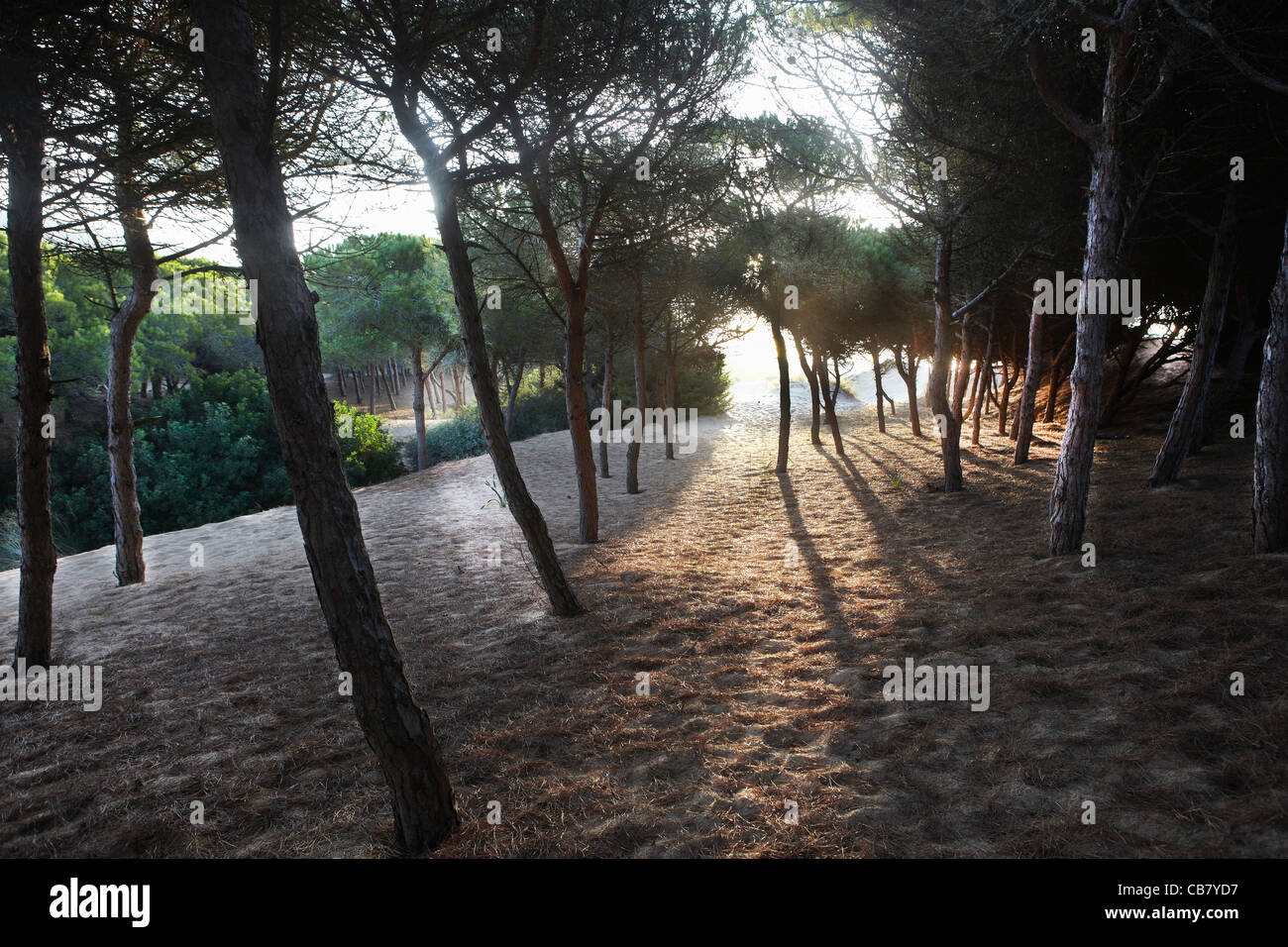 Sonnenlicht durch Bäume Spanien Stockfoto