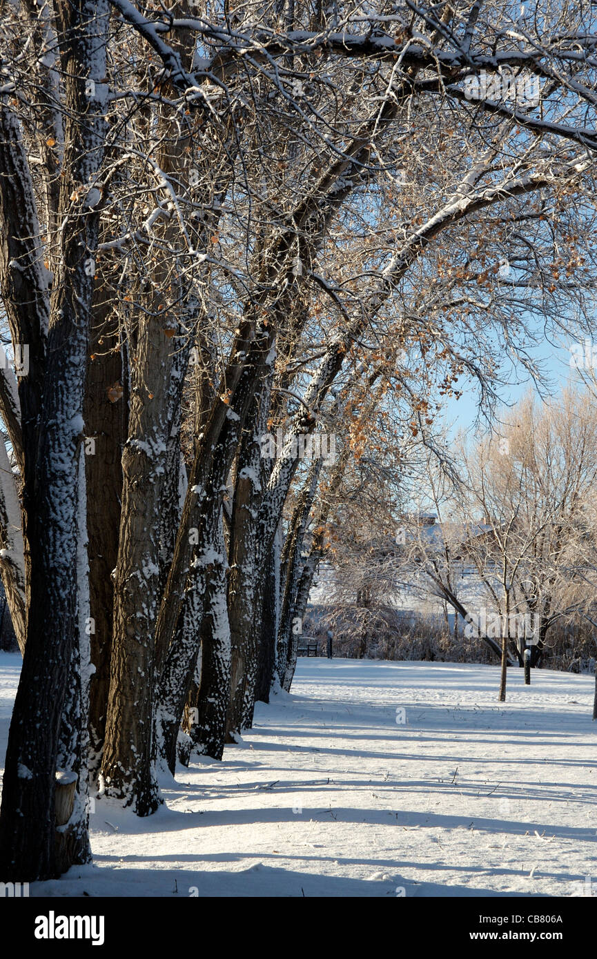 Eine Reihe von Ebenen Pappeln Stockfoto