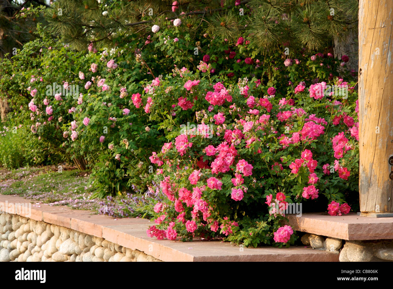 Rosa 'William Baffin' Stockfoto