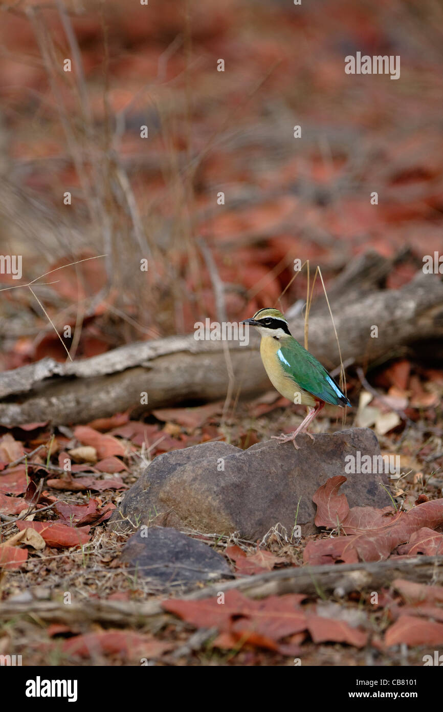 Indische Pitta in Ranthambhore National Park, Indien. (Pitta Brachyura) Stockfoto