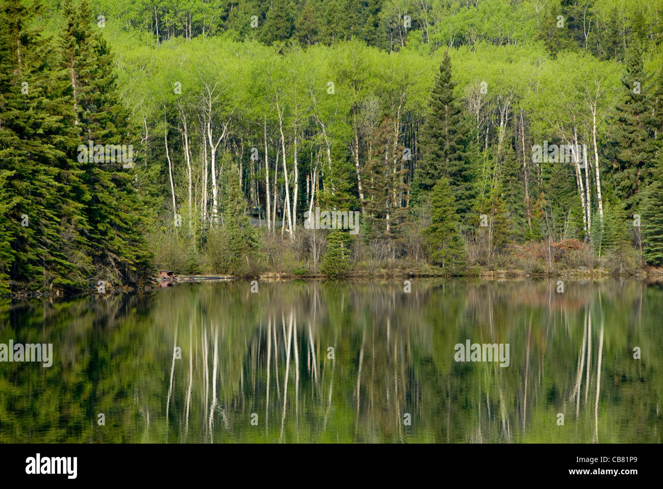 Espe Bäume reflektiert im Pyramid Lake, Jasper, Alberta, Kanada Stockfoto