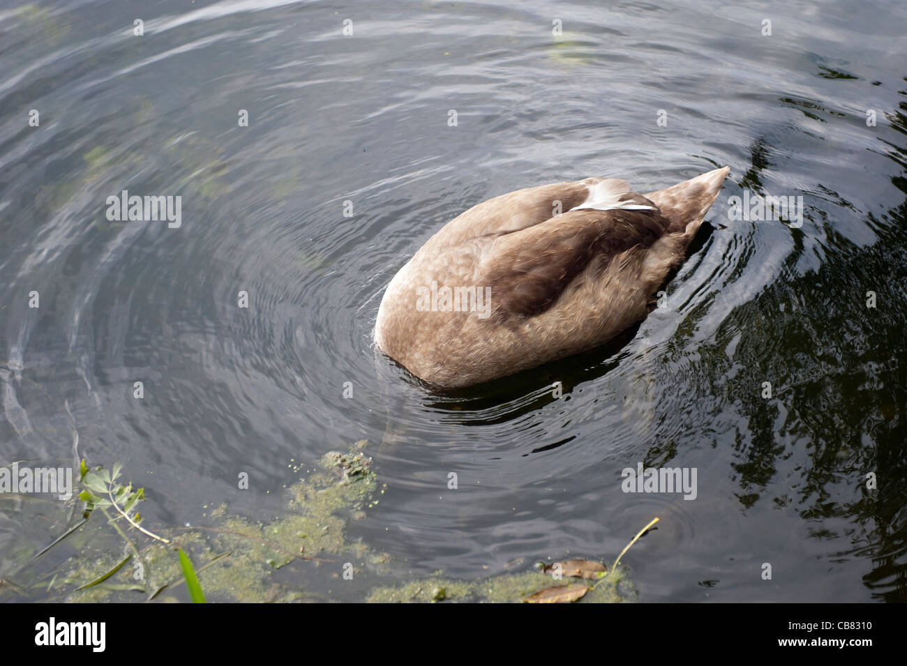 Fütterung von Schwan Stockfoto