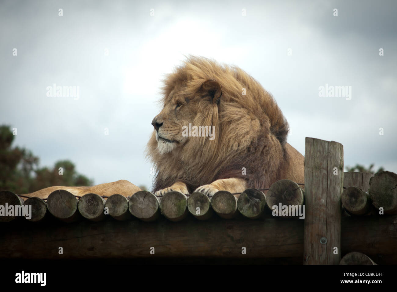 Fahren durch den West Midlands Safari Park, ist Foto aller Tiere sitzen, Essen, jagen und herumspielen. Stockfoto