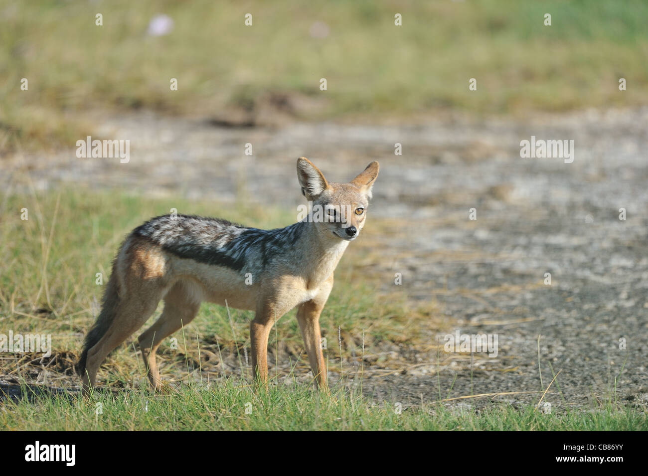 Black-backed Schakal - Sattel-backed Schakal - Silber-backed Jackal (Canis Mesomelas) stehen auf der Wiese Stockfoto