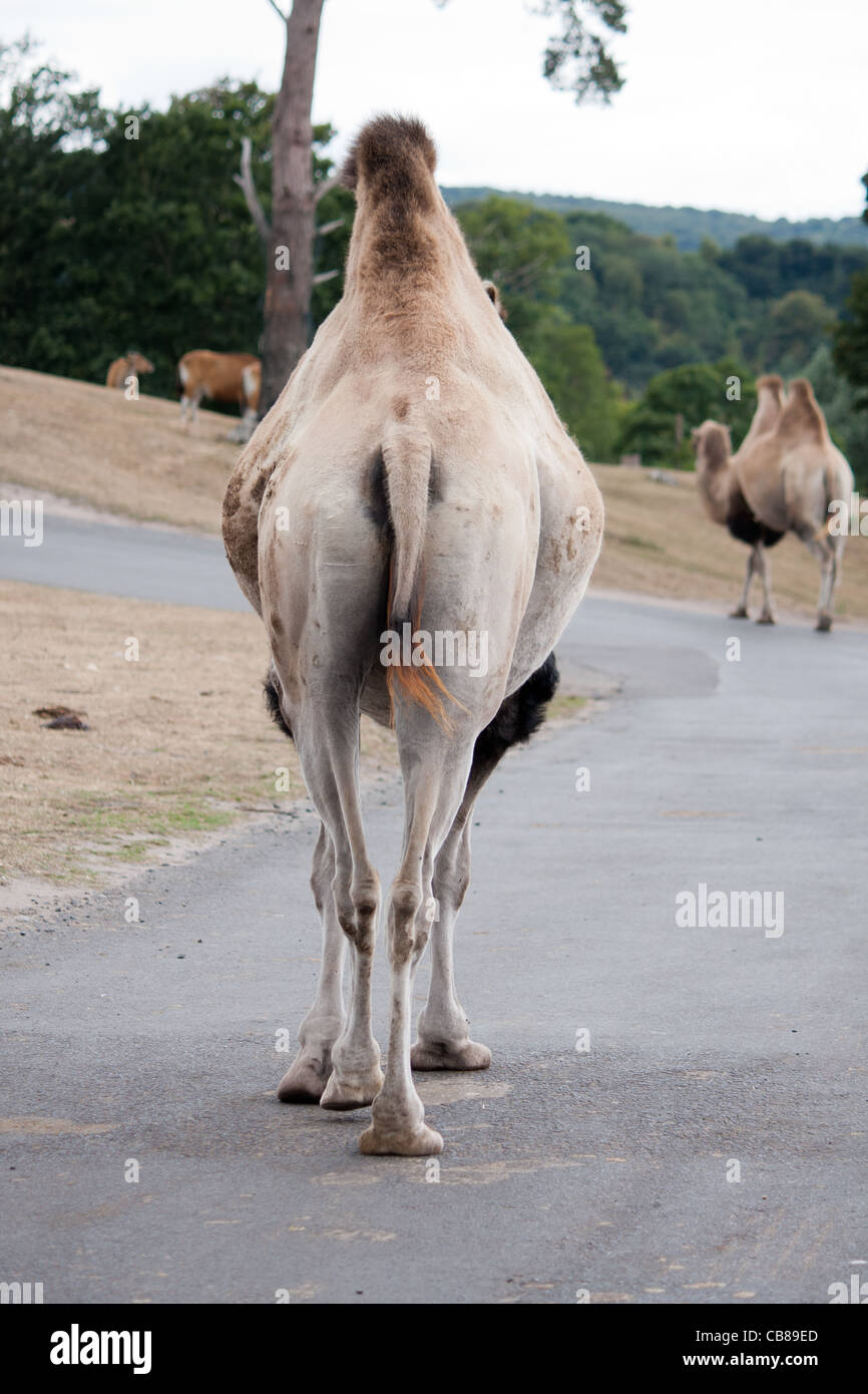 Eine hintere Kamele, ein Zootier Fuß frei in einem Safari-Park. Stockfoto