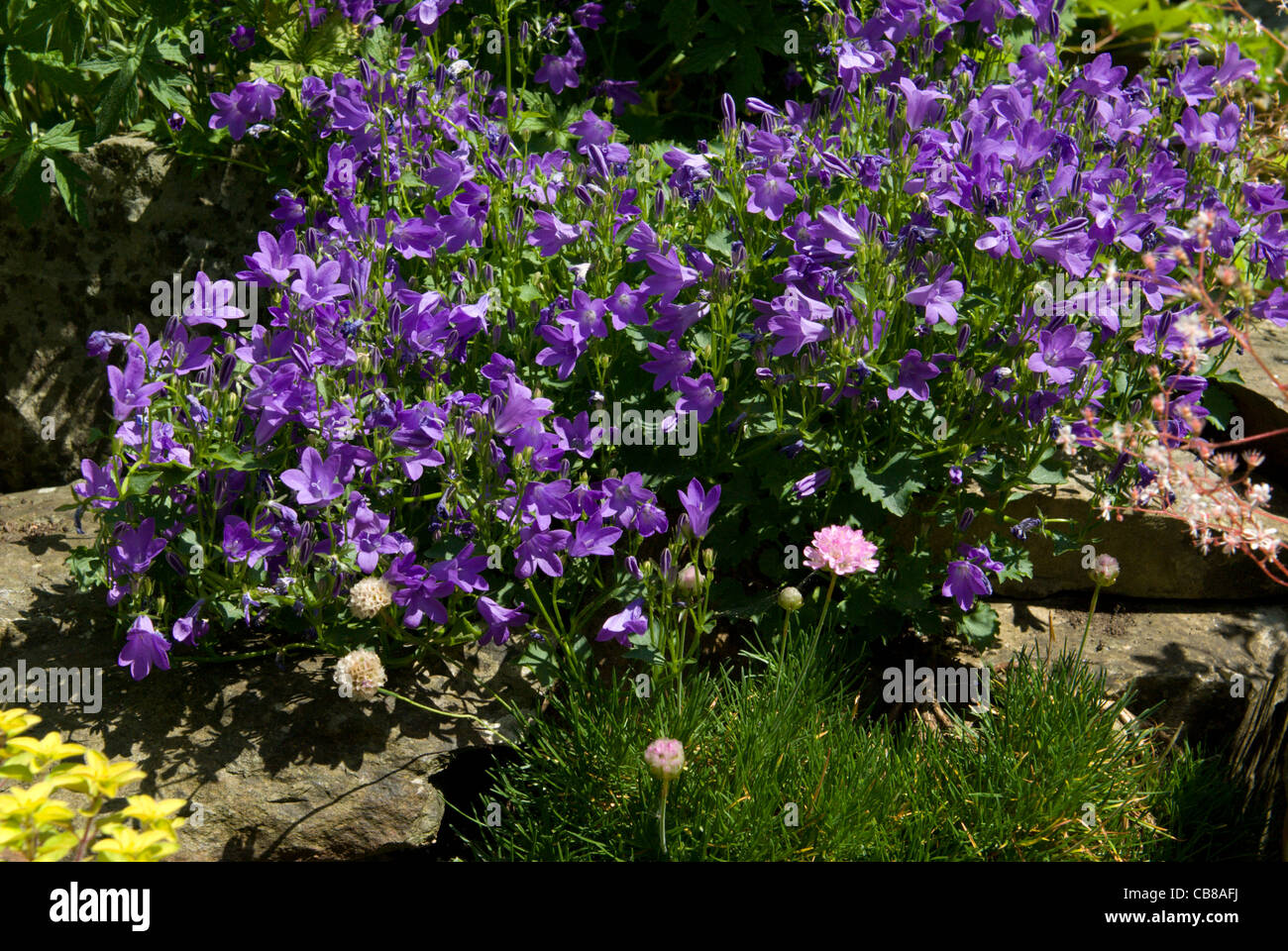 Campanula und Sparsamkeit in einem Steingarten in einen Bauerngarten wachsen Stockfoto
