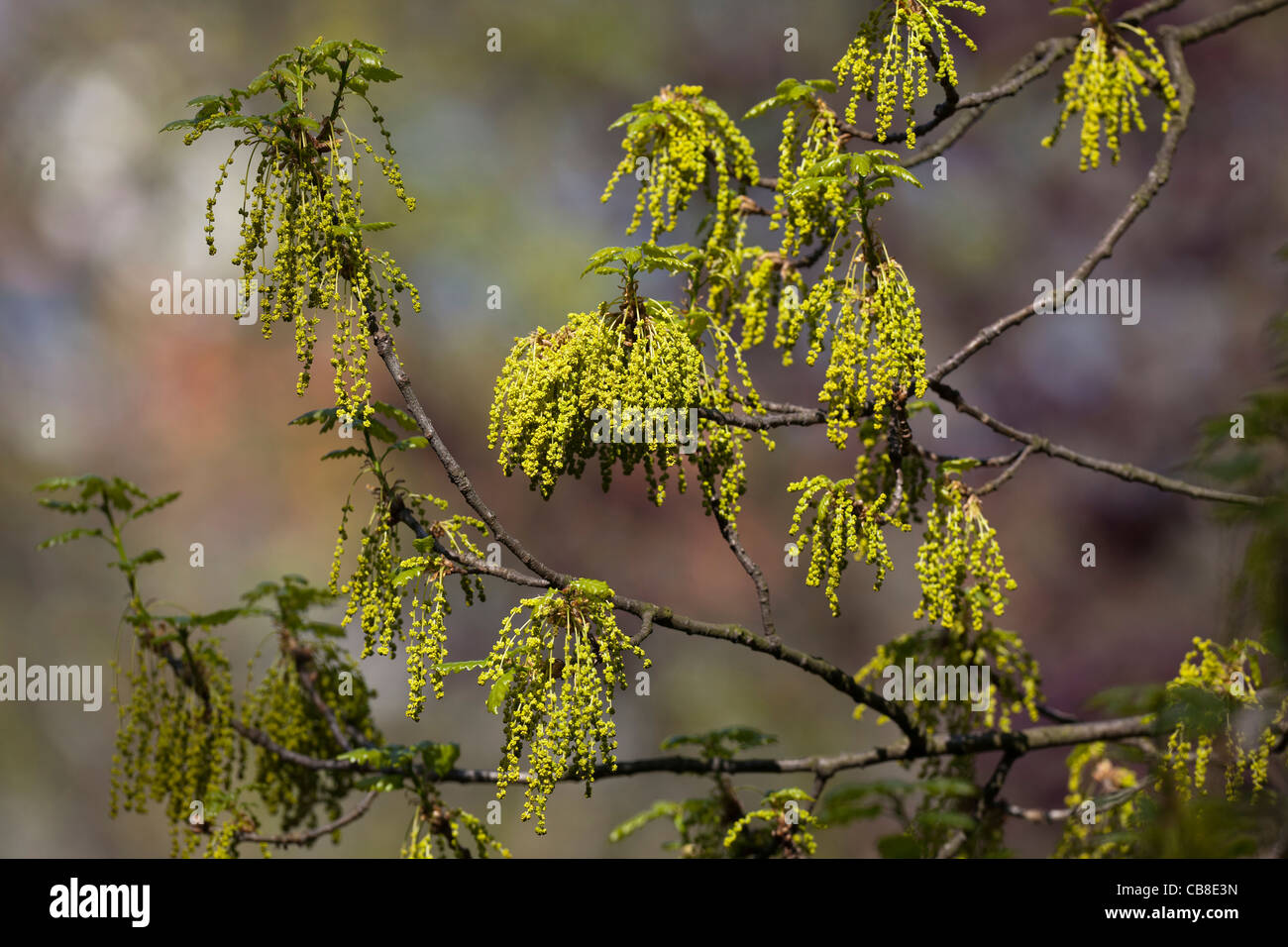 Frühling in Prag, Niederlassungen in Blüte (CTK Foto/Fluger Rene) Stockfoto