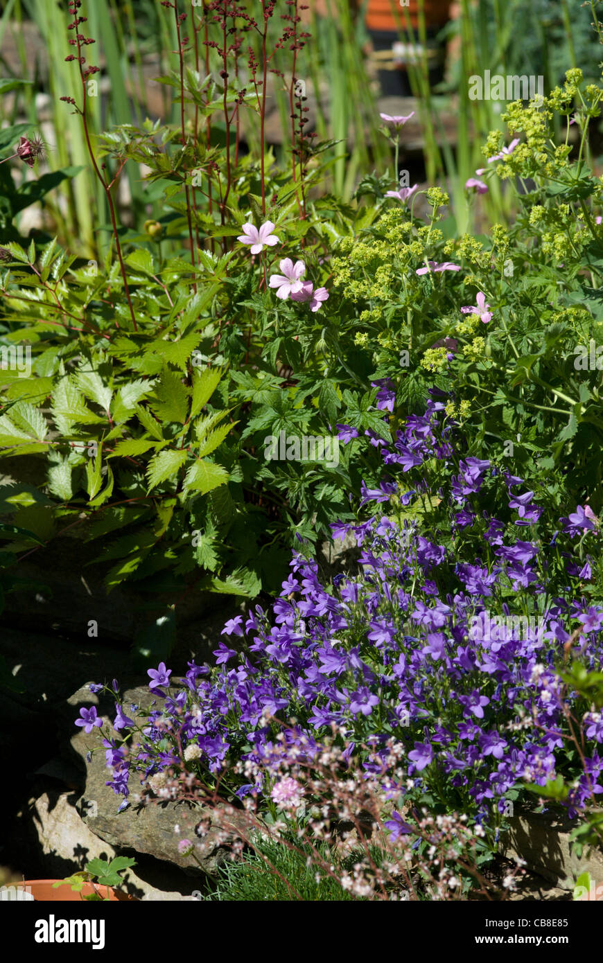 Stauden in einen Bauerngarten machen ein Spätsommer anzeigen Stockfoto