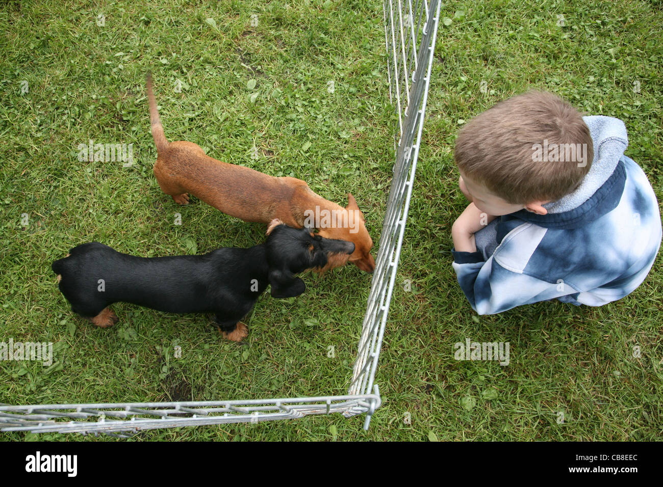 Das Kind mit einem Hund Dackel Stockfoto