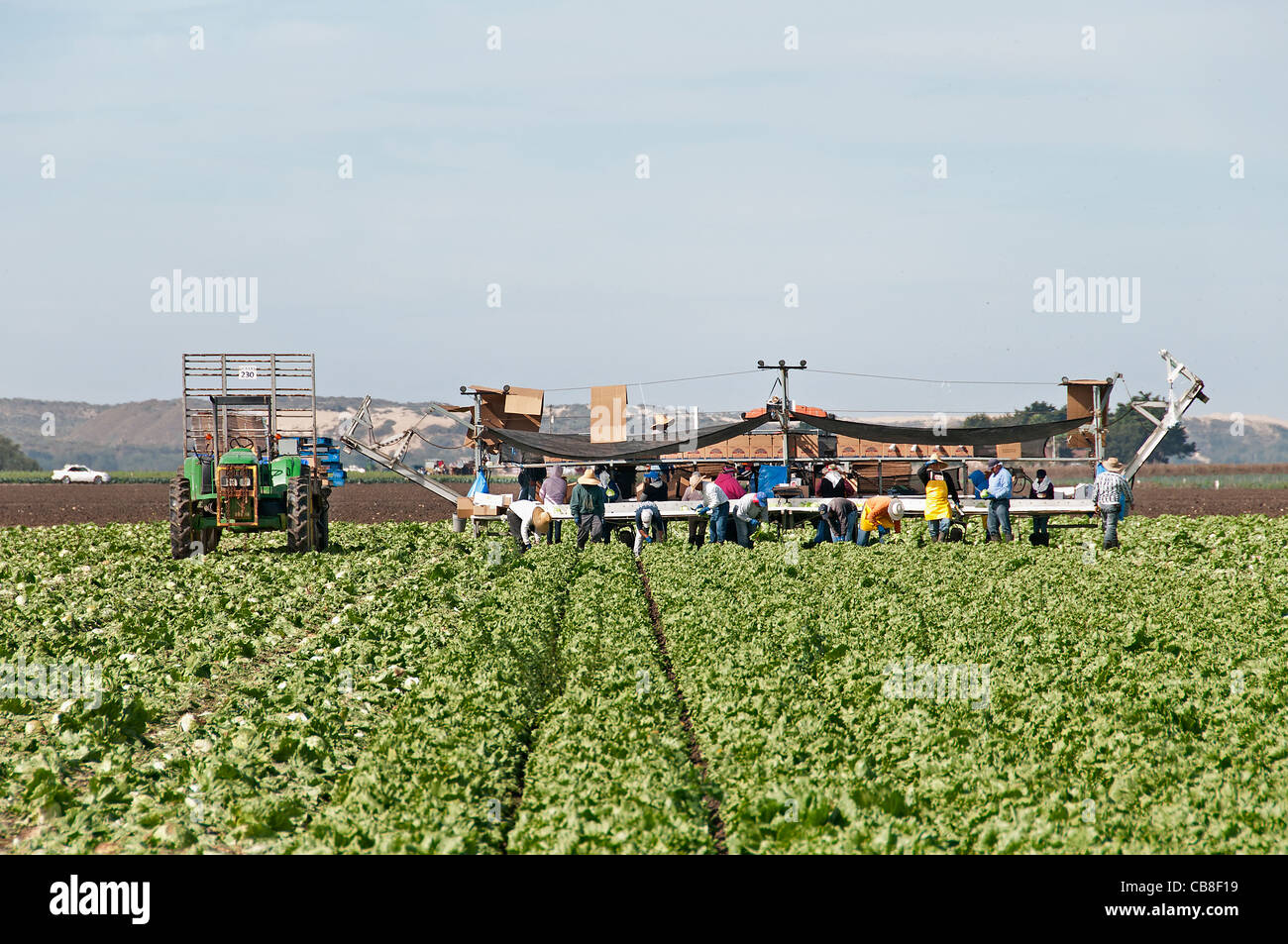 Santa Barbara ,,County California ,Farm Migrant, Workers, Hispanic Mexican, Mexico Harvest ,Farming Farm, Stockfoto