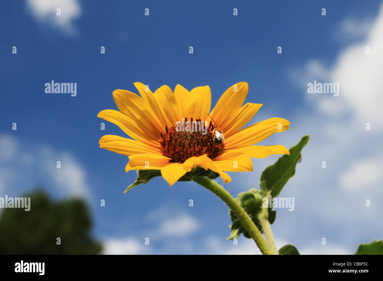 wilden Sonnenblume mit einer Biene auf sie vor einem wolkenlos blauen Himmel Stockfoto