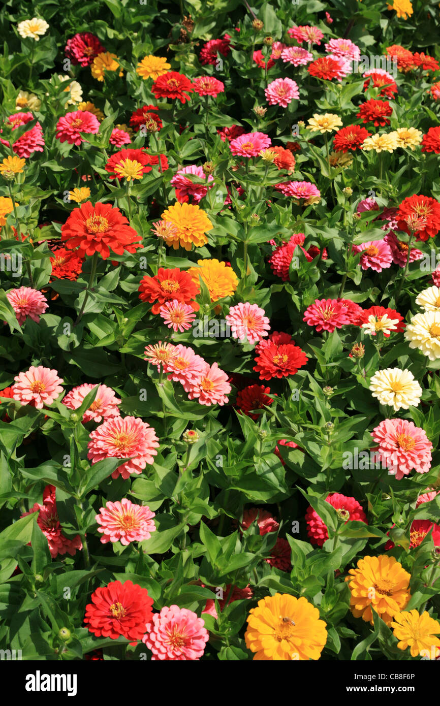 vertikales Bild der bunten Blumenbeet Stockfoto