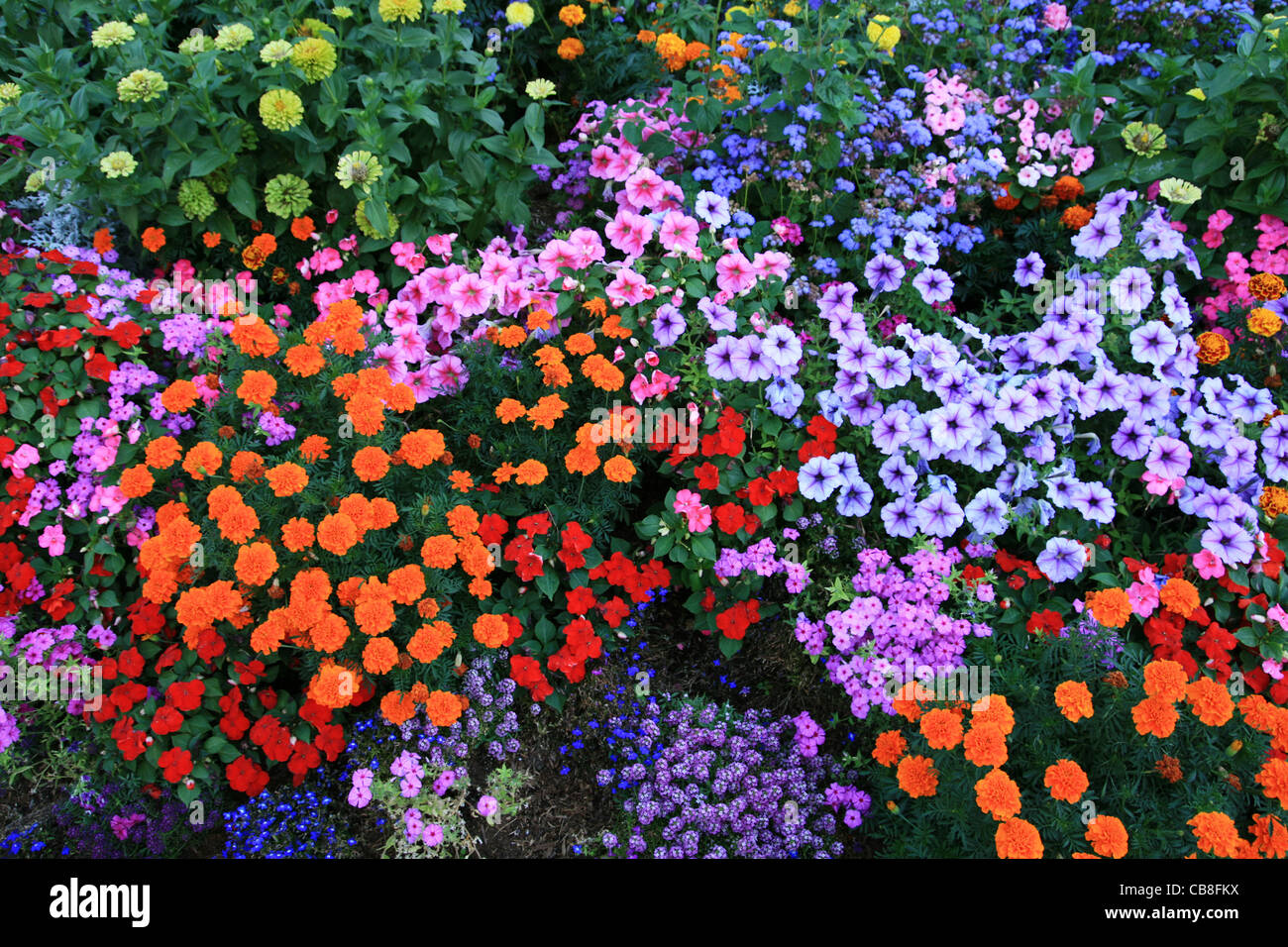 bunte Blumen Bett Hintergrund Stockfoto