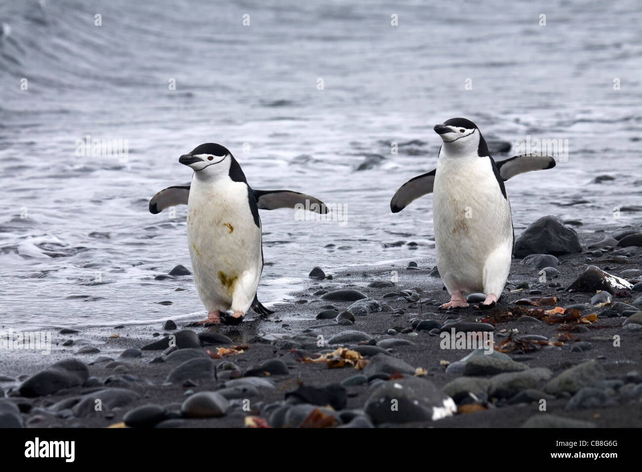 Zwei Kinnriemen Pinguine (Pygoscelis Antarcticus) zu Fuß am Strand, Barrientos Insel Süd-Shetlandinseln, Antarktis Stockfoto