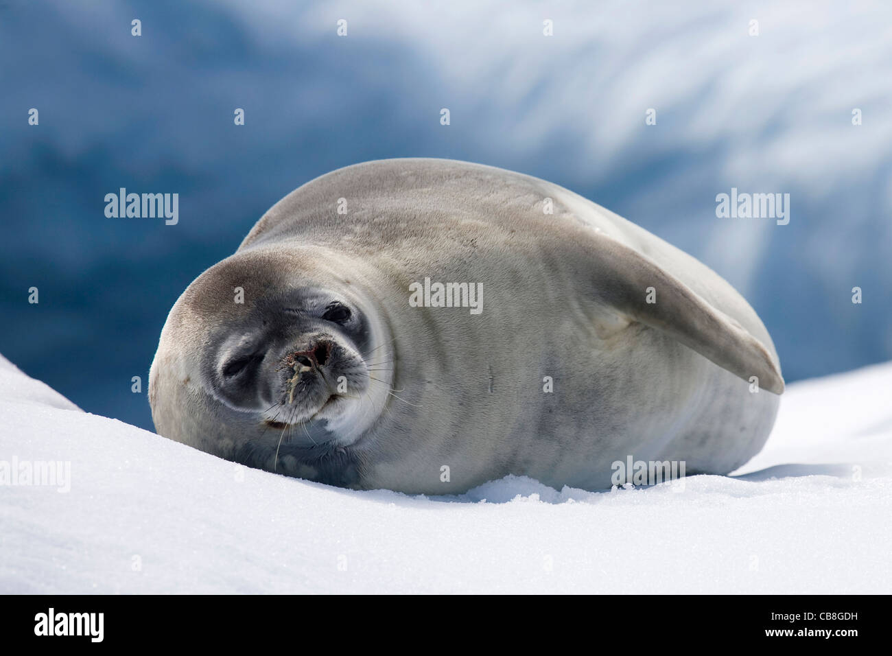 Siegel der Krabbenfresserrobbe (Lobodon Carcinophagus) ruht auf Eisberg im antarktischen Meer in Trinity Island, Antarktis Stockfoto