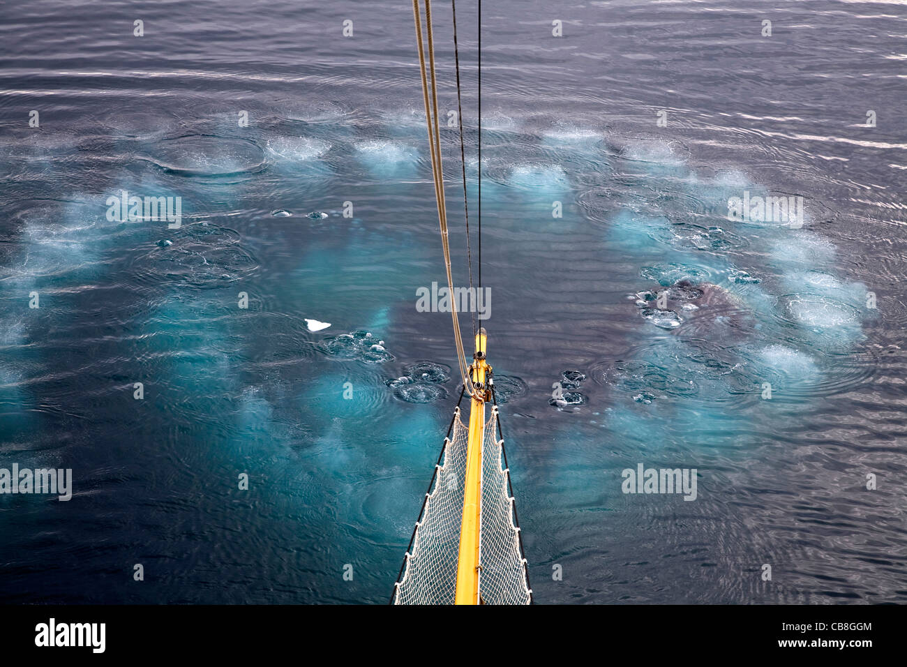Buckelwale (Impressionen Novaeangliae) Blase net Fütterung durch Einblasen Ring der Luftblasen an der Wilhelmina Bay, Antarktis Stockfoto