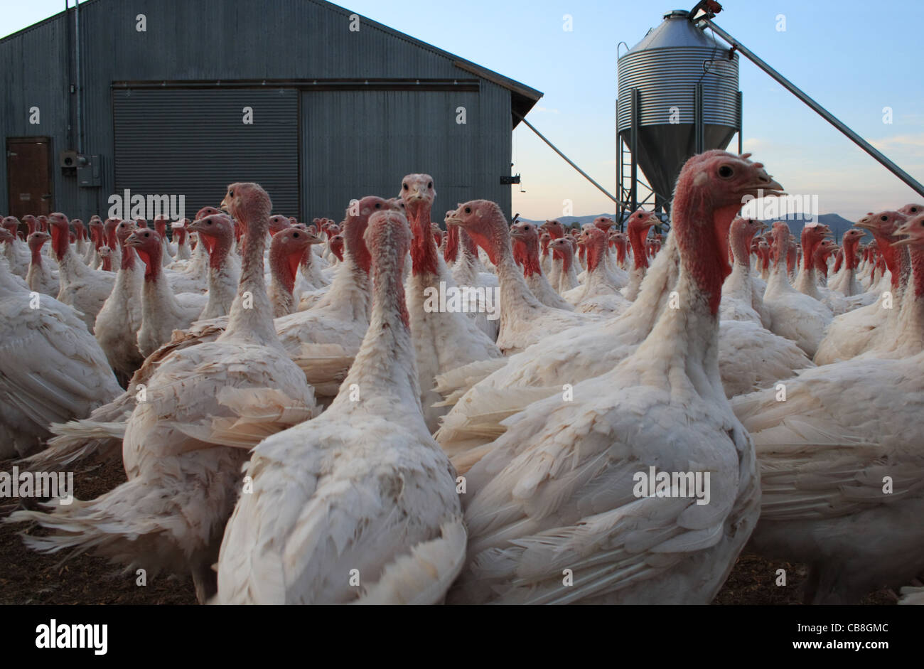 niedrigen Winkel Ansicht von Puten in einem Türkei-Bauernhof mit Scheune und silo Stockfoto