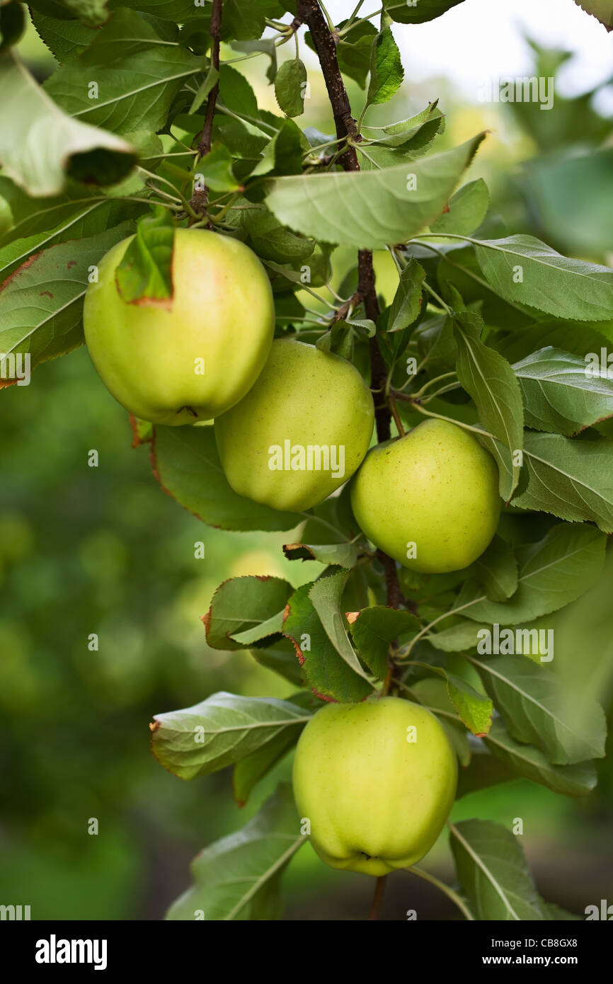 Grüne Äpfel wachsen auf Apfelbaum, Okanagan Valley. Osoyoos, Britisch-Kolumbien, Kanada. Stockfoto