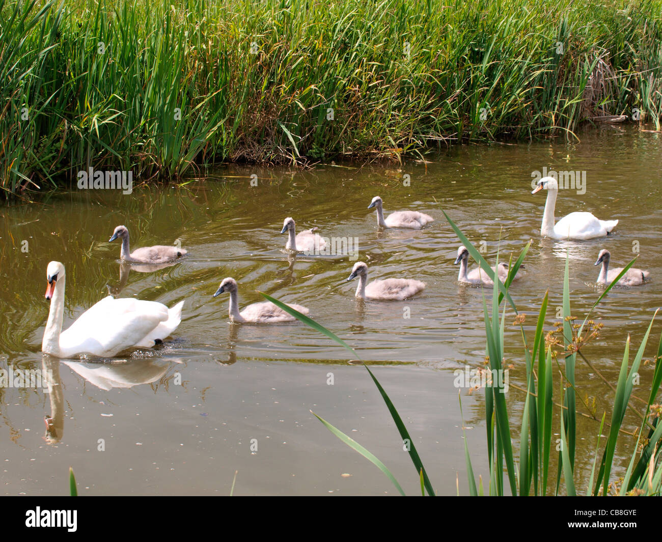 Stumm, Schwäne und sieben Cygnets, Cygnus Olor, UK Stockfoto