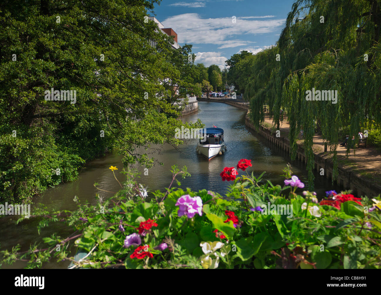 National Trust elektrische Fahrgastschiff am Fluss Wey Cruisen durch Guildford Frühjahr blühen im Vordergrund Surrey England UK Stockfoto