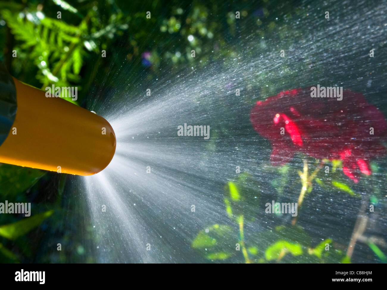 FEINSPRÜHSCHLAUCH GARTEN SUNIT CLOSEUP Gartenschlauch Sprühen von feinem Sprühwasser im grünen, sonnendurchfluteten Garten Stockfoto