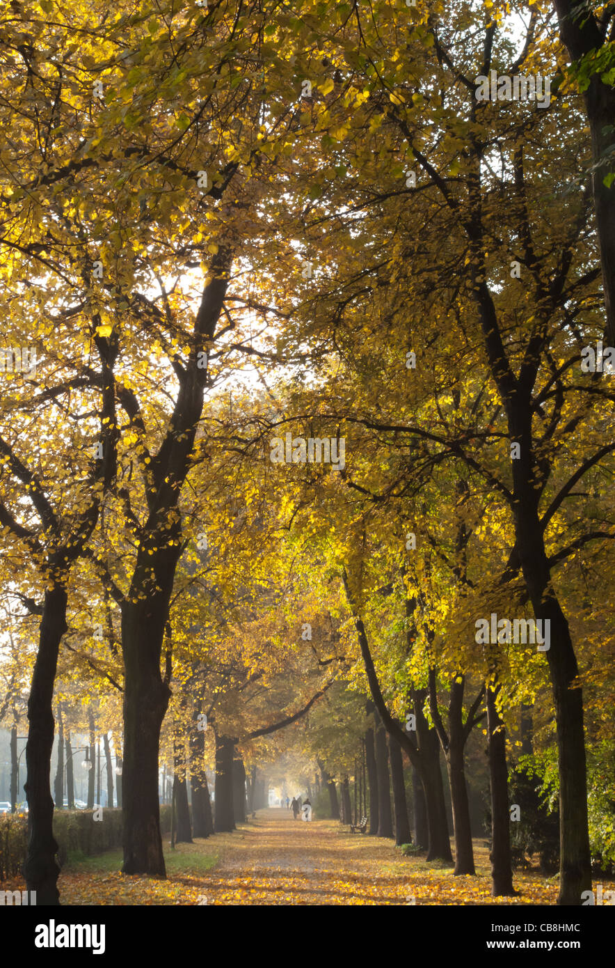 Allee Der Bäume Des Jahres Avenue of trees in autumn -Fotos und -Bildmaterial in hoher Auflösung