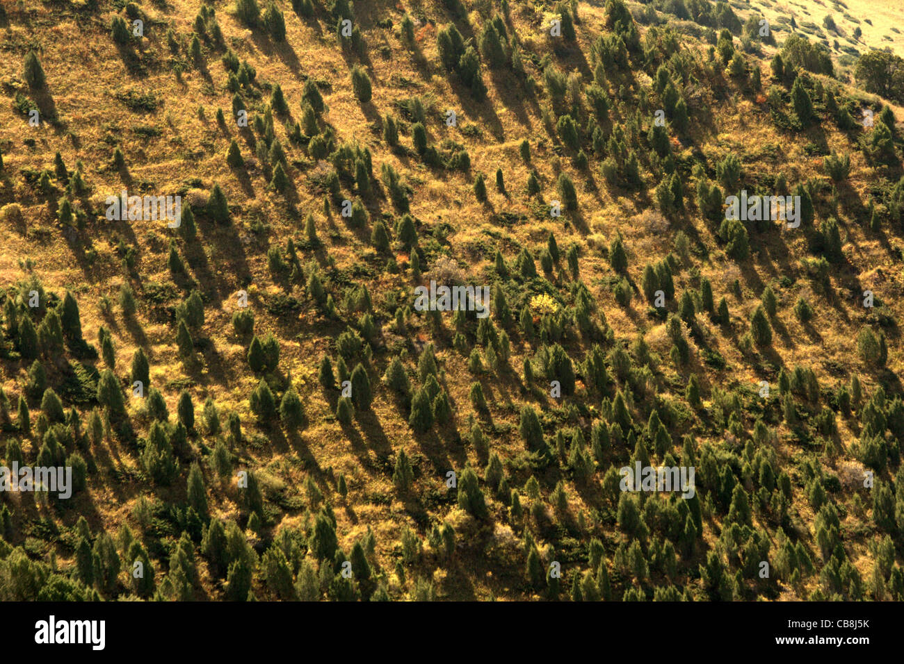 Mosaik Vegetation an Nordhängen der kirgisischen Rige Ausläufer, Tien-Shan, Kirgisistan Stockfoto