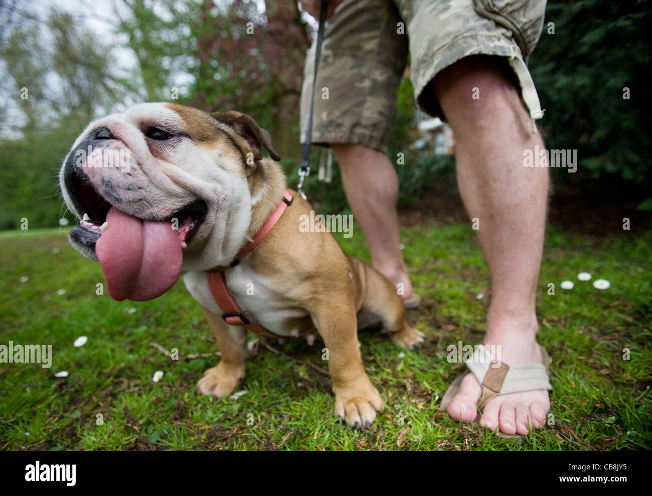 Ein Hund im Vondelpark, Amsterdam, Niederlande Stockfoto