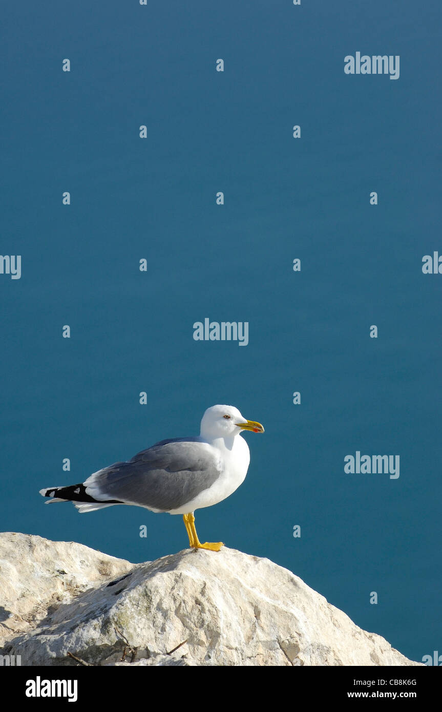 gelb-legged Seemöwe Stockfoto