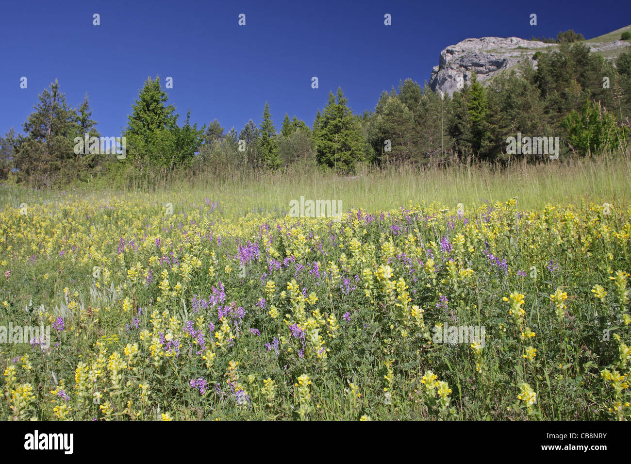 Sommerlandschaft mit blühenden Wiesen im Naturschutzgebiet "Trigrad-Schlucht", Rodopi-Gebirge, Bulgarien Stockfoto