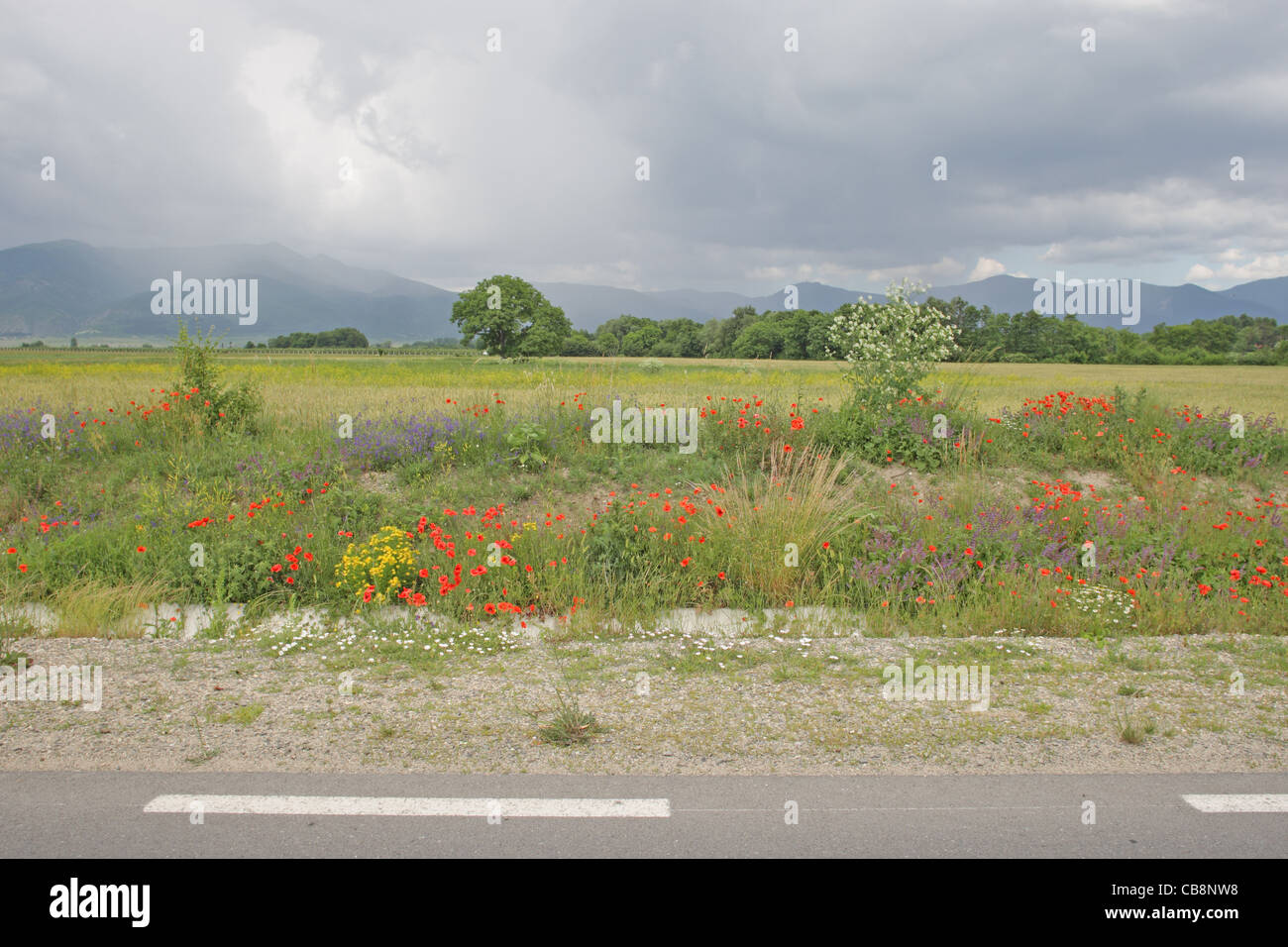 Landstraße, umgeben von verschiedenen wilden Pflanzen blühen am Ufer der Straße. Dramatischer Himmel, Berge. Nord-Bulgarien Stockfoto