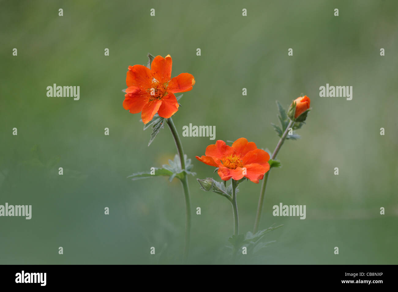 Scharlachrote Avens (Geum Cocciuneum) Rila-Gebirge, Bulgarien Stockfoto