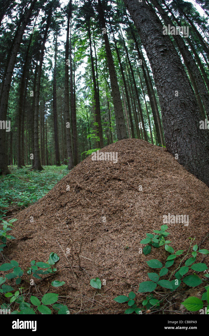riesige Ameisenhaufen im Wald Stockfotografie - Alamy